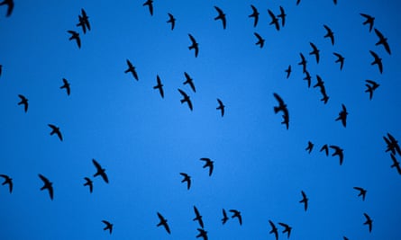 Thousands of swifts fly out of the Sótano de las Golondrinas.