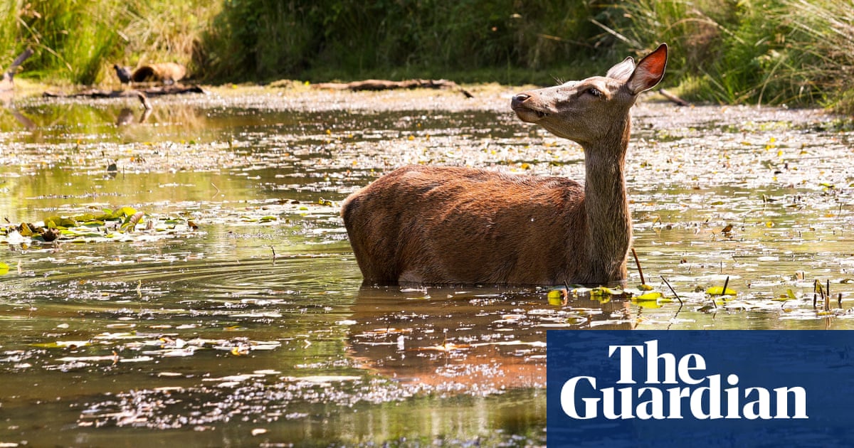 Falling birds and dehydrated hedgehogs: heatwave takes its toll on UK wildlife