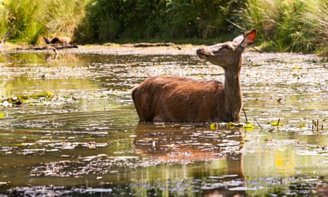 A deer, up to its chest in Ham Dip Pond in Richmond Park, looks over its shoulder in the sun