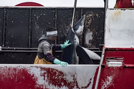 A shark is hauled onboard a longliner targeting swordfish in the southeast Atlantic.