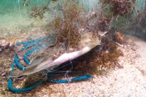 A guitarfish entangled in a fishing net off Angra dos Reis, Brazil