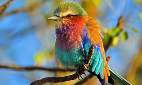 Only 54% of the Lilac-breeasted roller’s, Coracias caudatus current distribution is projected to retain suitable climate by 2085