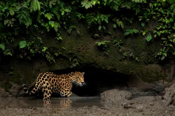 Ecuador S Vanishing Jaguars The Big Cat Vital To Rainforest Survival Environment The Guardian