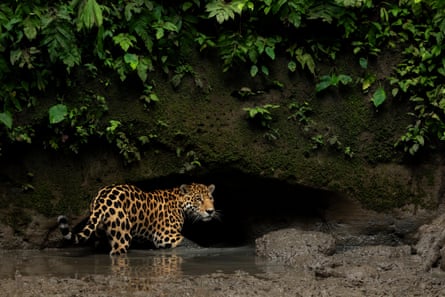 A jaguar in the Yasuni national park, Orellana, Ecuador
