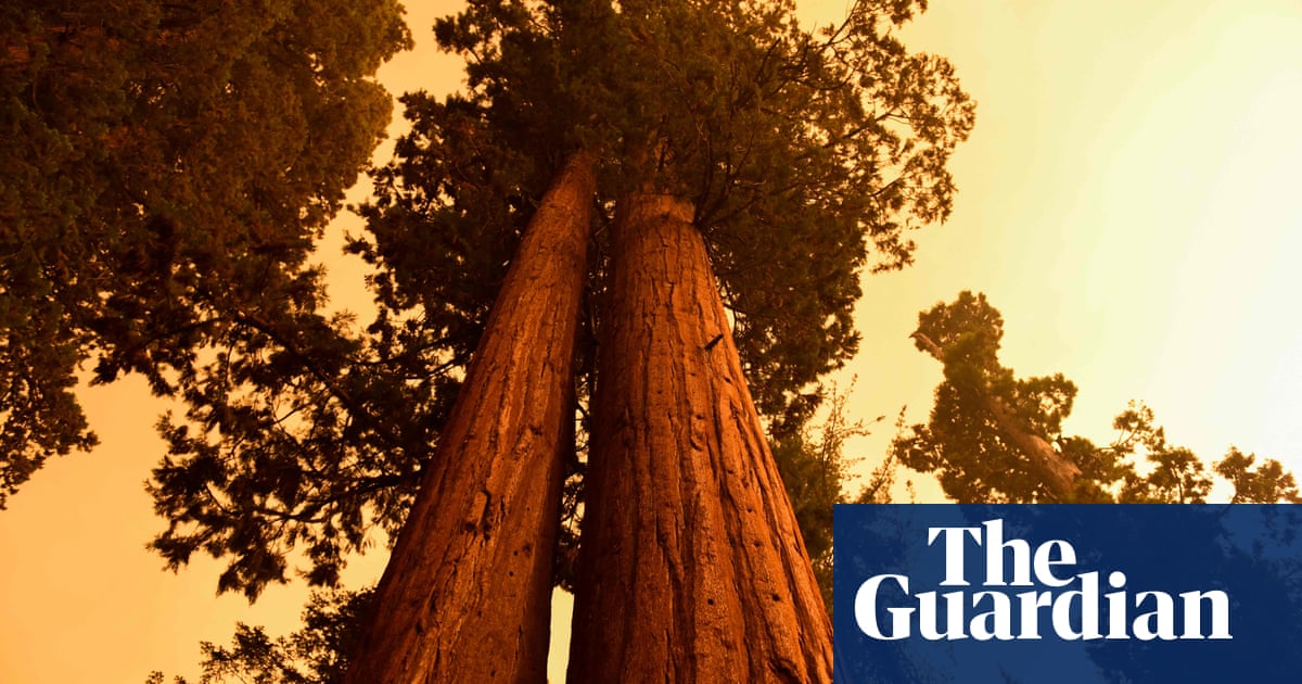 California wildfires: weather conditions worsen threat to giant sequoia trees