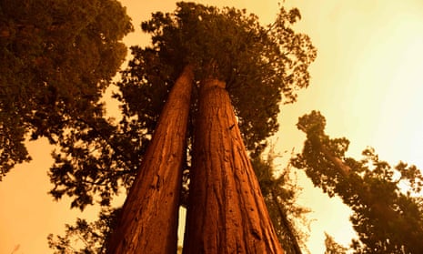Giant sequoia trees stand under smoke-filled skies near the KNP Complex fire in California.
