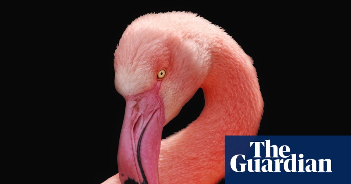 Thursday news quiz: errant flamingos, bottled messages and space nonsense