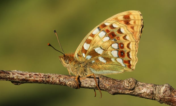 The high brown fritillary butterfly is a species in decline in the UK.