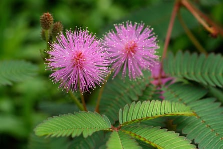 Flowers of Mimosa pudica