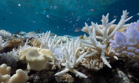 Moore Reef, northern Great Barrier Reef, Australia