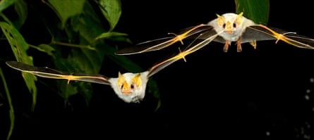 A bat in flight at night.