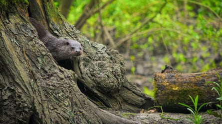 An otter climbs down a gnarly tree in a wooded area