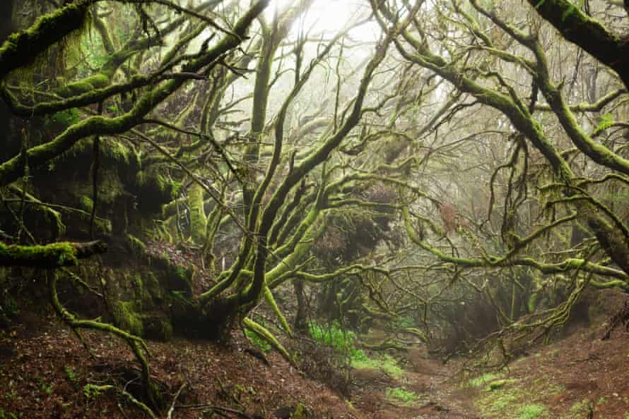 A foggy laurel forest at the heart of El Hierro, Canary Islands, Spain