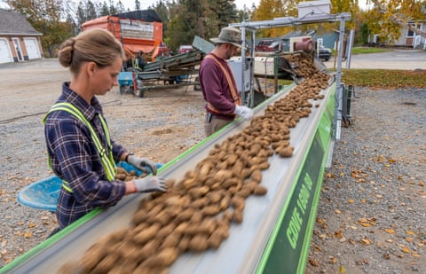 Workers moving potatoes at a McCain Foods ‘farm of the future’ in Florenceville, Canada. The hi-tech operation is testing how to save the crop from the effects of the climate emergency.