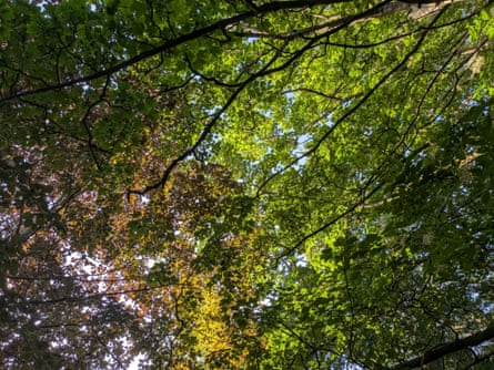 A view of the canopy and sky in the Astley Ainslie hospital gardens.