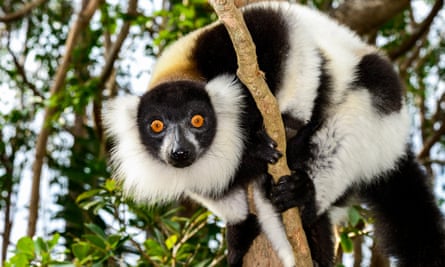 DNA of black and white ruffed lemurs dominated at Hamerton Zoo Park.