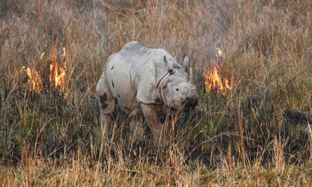 A rhinoceros walks through a wildfire in a field at Pobitora wildlife sanctuary in Assam state, India