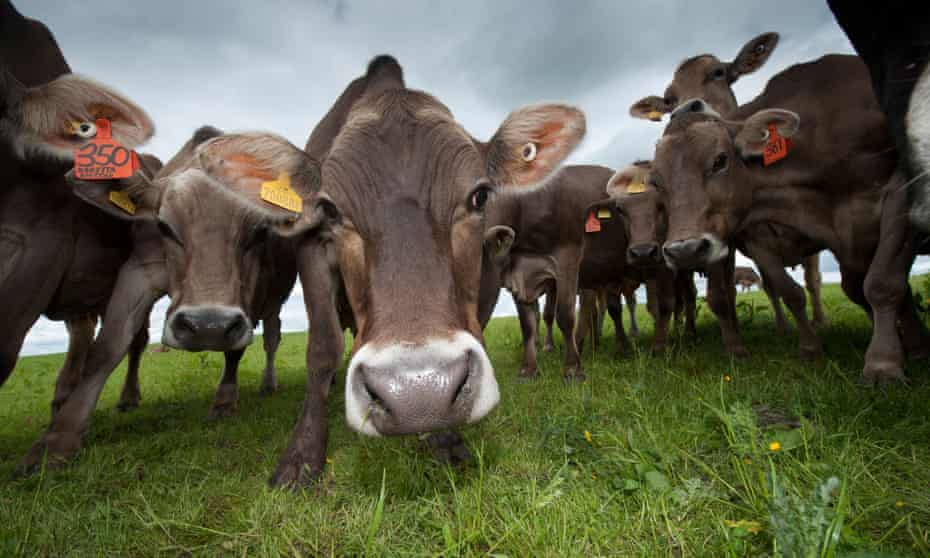 Herd of Brown Swiss dairy cattle in pasture, UK