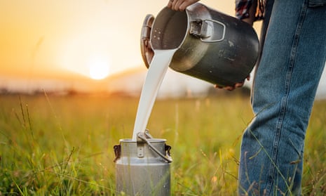 Raw milk: the ultimate dairy product is back – but is it safe? | Milk | The Guardian