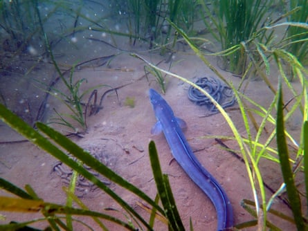 A conger eel in seagrass.