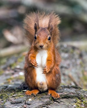 Red squirrel at Tentsmuir Forest in Fife