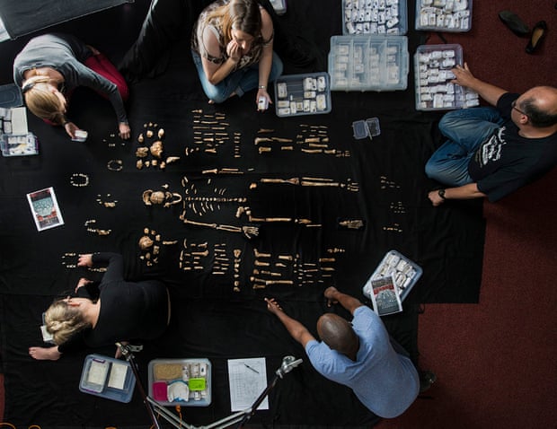 The team lays out fossils of Homo naledi at the University of the Witwatersrand’s Evolutionary Studies Institute.
