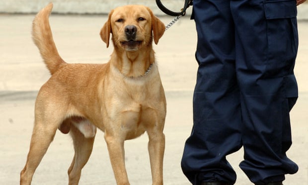 Police sniffer dog