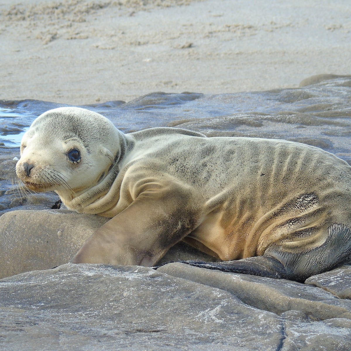 El Nino Ocean Warming Causing Havoc For Seals Off California Coast El Nino Southern Oscillation The Guardian