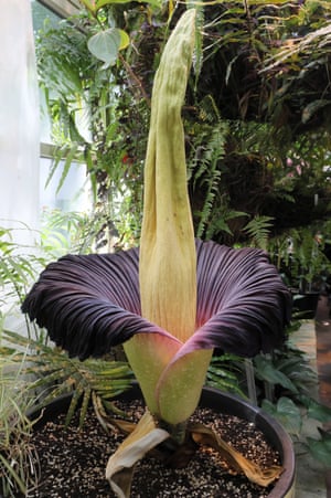The titan arum (amorphophallus titanum), a plant from Sumatra, blooms in the Botanical Garden of the University of Warsaw in Poland. The titan arum reaches up to two meters in height. It blooms every few years, attracting insects with its intense fragrance