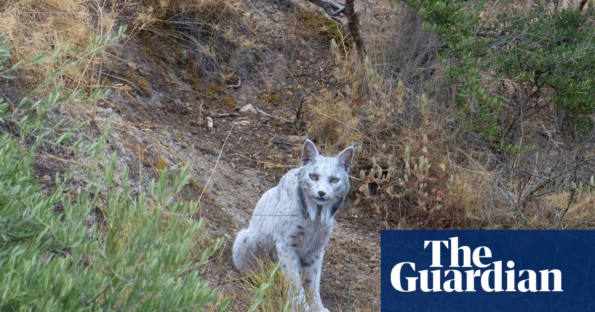 Rare white Iberian lynx captured on film in Spain by amateur photographer