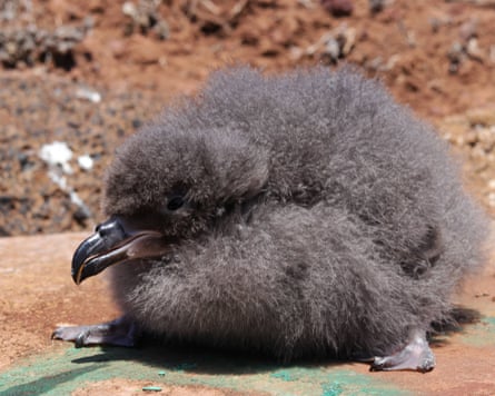 A grey downy chick looking like a fluffy ball with a hooked beak