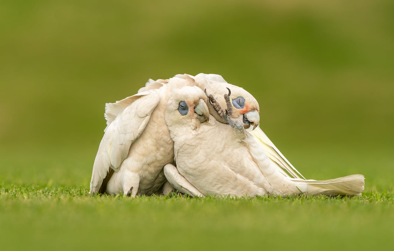  What looks like a couple of old friends sharing a hilarious joke, a pair of little corellas roll around the grass at the La Trobe University wetlands. Photograph: Franciscus Scheelings
