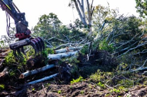 Machinery takes down koala feed trees at an urban development site on the Sunshine Coast