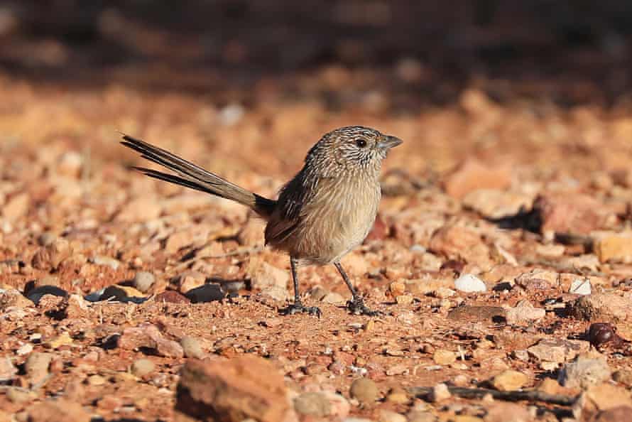 TravelGuides - Six Australian birds you may never have heard of … and may not be heard from again | Sean Dooley 6 The grey range thick-billed grasswren was thought to be extinct until 2008.