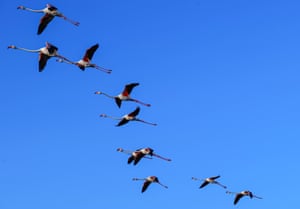 Flamingos fly over the sky as baby flamingos that recently hatched on the artificial breeding island at Izmir Bird Sanctuary in the Gediz Delta are tagged to allow scientists to track their development in Izmir, Turkey. The 6.5-decare island, created in 2012, is one of only two major breeding sites for flamingos in Turkey and is currently witnessing one of its busiest seasons as the chicks gather in a special area known as a ‘nursery’ before taking flight