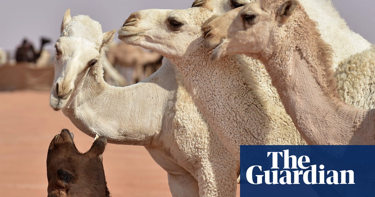 用肉毒杆菌增强的骆驼被禁止参加沙特选美比赛