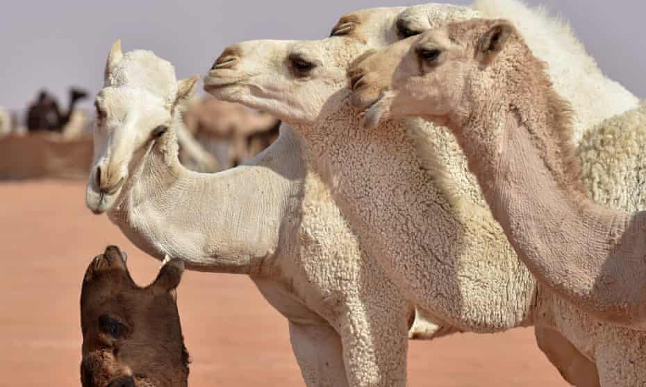 Camels line up at the 2020 annual King Abdulaziz camel festival in Saudi Arabia.