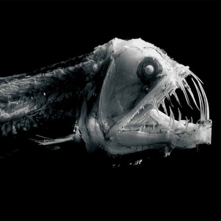 Sloane’s Viperfish, Chauliodus sloani.
