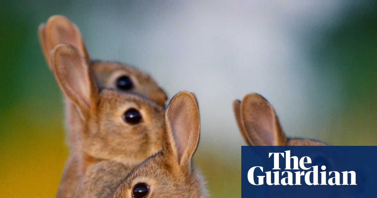 Rabbits are the biggest threat to Australia’s native species. Why are their numbers booming again?