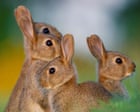 Rabbits are the biggest threat to Australia’s native species. Why are their numbers booming again?