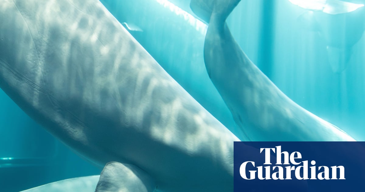 Beluga whale rescued from closed Canadian marine park dies in US