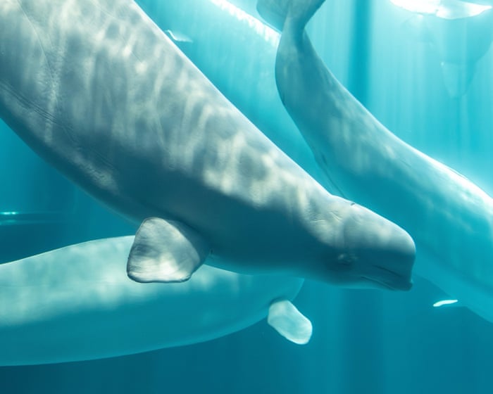 Beluga whale rescued from closed Canadian marine park dies in US