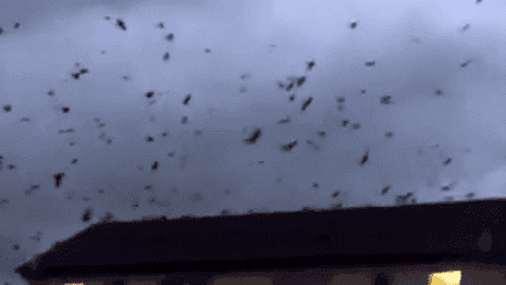 Crows in Cork seem spooked ahead of Storm Ophelia- video 