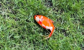 A goldfish on a lawn
