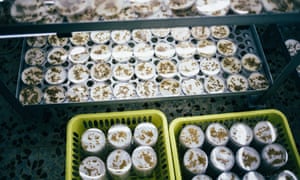 Seed samples in the laboratory.