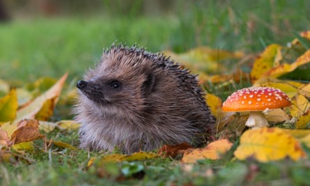Hedgehog Hibern8 at Pensthorpe Natural Park, Norfolk