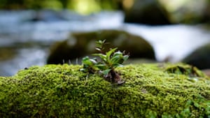 Moss on a rock along the Whanganui