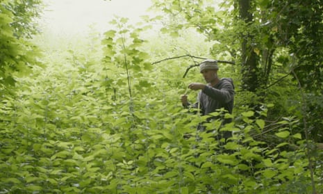 textile artist Allan Brown in the middle of shoulder-high vegetation in a bright green woodland setting, foraging for nettles