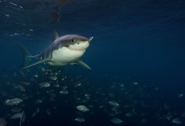 'Rolling and rolling and rolling': the first detailed account of great white shark sex 2686