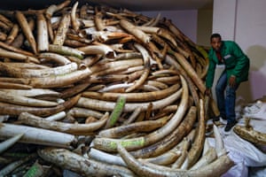 An ivory stockpile at the Kenya Wildlife Service (KWS) headquarters in Nairobi. About 105 tonnes of ivory will be burned on 30 April, the single biggest haul ever to be burned.